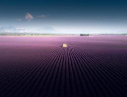 Lavender_fields_of_Valensole,_2019_02